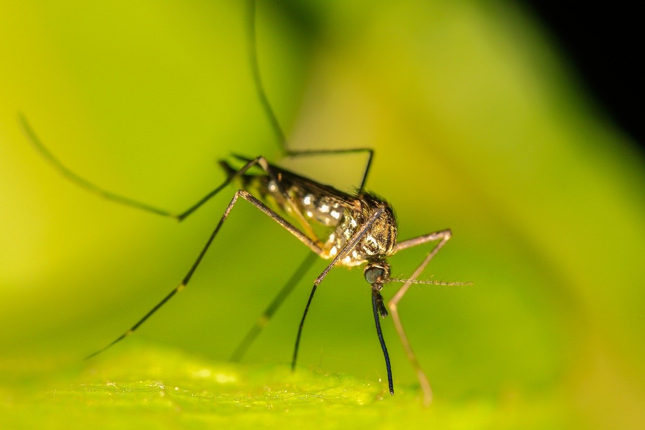 Comment lutter efficacement contre les moustiques ?