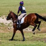 Ffe Compet: l’application pour suivre de près la compétition d’équitation