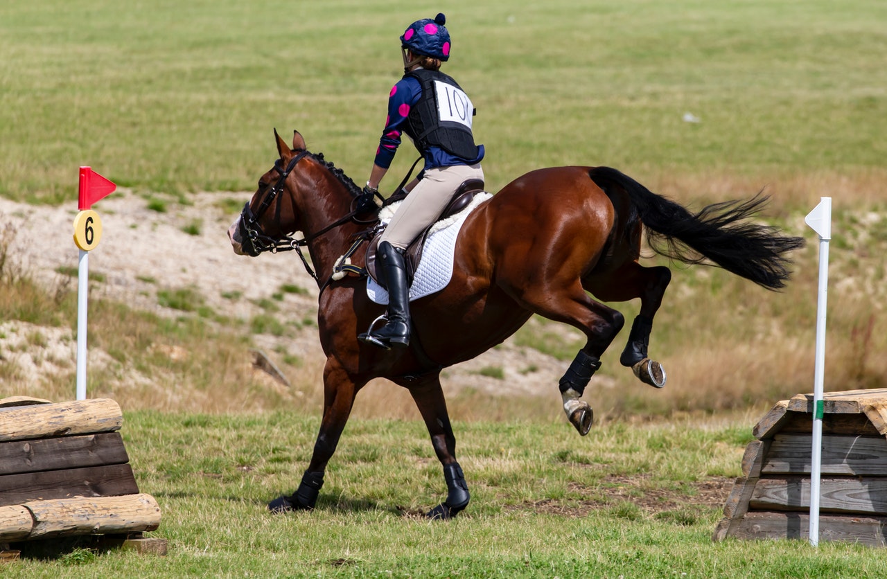Ffe Compet: l’application pour suivre de près la compétition d’équitation