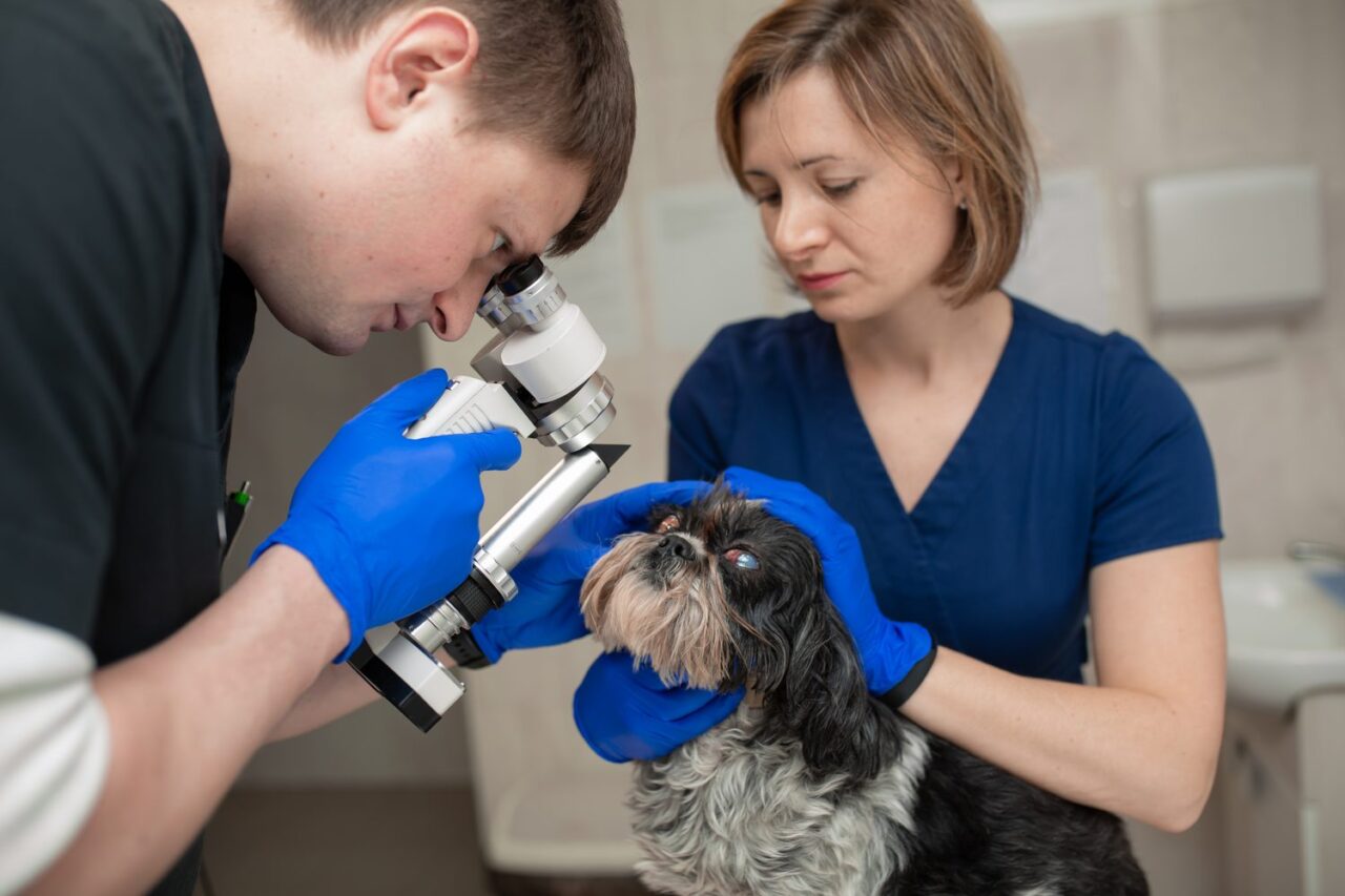 Entropion chien : comprendre le parcours de soins avant l’opération